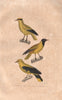 ORIOLES. Golden & Black-naped Orioles. Loriot. Coulavan. BUFFON 1837 print