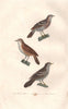 BIRDS. Rousserolle (Warbler); Grive (Thrush); Draine (Mistle Thrush) BUFFON 1837