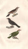 THRUSHES. Redwing; Red legged Thrush; Bicknell's Thrush. Mauvis. BUFFON 1837