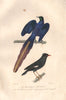 STARLINGS. Merle Huppé de Chine. Long tailed Glossy Starling. BUFFON 1837