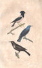 BIRDS. Ring Ouzel; Blue-eared Glossy Starling; Rosy Starling. BUFFON 1837