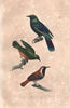 STARLINGS. Burchell's Glossy Starling; Chestnut bellied Starling. BUFFON 1837
