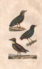 PITTAS. Indian, Azure breasted or Whiskered & Javan Banded Pittas. BUFFON 1837