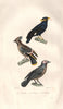 BIRDS. Mainate (Mynah); Jaseur (Waxwing); Goulin (Coleto). BUFFON 1837 print
