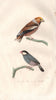BIRDS. Gros Bec (Grosbeak); Padda. BUFFON 1837 old antique print picture