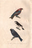 BIRDS. Pine Grosbeak; Lined Seedeater; Dimademed Tanager. Tangara. BUFFON 1837