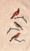 BIRDS. Cardinal Huppé (Crested Cardinal); Grivelin; Crossbill. BUFFON 1837