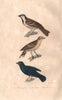 BIRDS. House Sparrow; Rock Sparrow; Lesser Antillean Bullfinch. BUFFON 1837