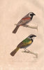 SPARROWS. Moineau du Cap & Silencieux (Cape & Silent Sparrows). BUFFON 1837