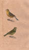 FINCHES. Serin des Canaries/Provence. Atlantic Canary/European Serin BUFFON 1837