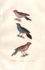 BIRDS. Bengali (Lesser Redpoll); Cabaret; Linotte (Linnet). BUFFON 1837 print