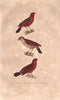 BIRDS. Western Bluebill; Serevan; Bengali Piqueté (Red Avadavat). BUFFON 1837