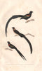 BIRDS. Whydah bird; Paradise Whydah; Red-collared Widowbird. BUFFON 1837 print