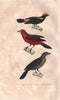 BIRDS. Bustard; Scarlet Tanager; Great Tanager. Tangara. Houpette. BUFFON 1837