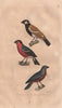 BIRDS. Bouvrel; Bouvreuil (Bullfinch); Bec Rond (Blue Grosbeak). BUFFON 1837
