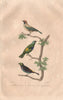 TANAGERS. Burnished-buff, Green-headed & Paradise Tanagers. BUFFON 1837 print