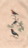 MANAKINS. Crimson hooded Manakin; Nutcracker; White bearded Manakin. BUFFON 1837
