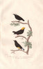 MANAKINS. White fronted Manakin; Golden headed Manakin. BUFFON 1837 print