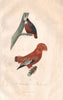 BIRDS. Plumet Blanc; Coq de Roche (Rock Rooster). BUFFON 1837 old print
