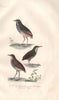 BIRDS. Roi des Fourmiliers (Wryneck); Beffroi (Thrush-like Antpitta) BUFFON 1837