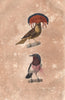 FLYCATCHERS. Roi des Gobemouches (Amazonian Royal Flycatcher). BUFFON 1837