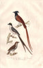 FLYCATCHERS. Crested, Fork-tailed & Spotted Flycatchers. BUFFON 1837 old print