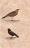 ALOUETTES. Yellow Throated Longclaw; Dune Lark. Sentinelle/dos roux. BUFFON 1837