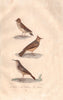 LARKS. Lulu (Woodlark); Cochevis (Lark); Sirli (Dupont's Lark). BUFFON 1837