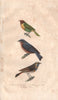 BIRDS. Warbler; Bluebird; Bluethroat. Fauvette. Rouge Gorge Bleue. BUFFON 1837