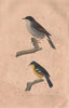 WARBLERS. Lesser Whitethroat; Grey-Crowned Yellowthroat. Fauvette. BUFFON 1837