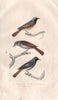 BIRDS. Rossignol/de Muraille (Common Redstart/Nightingale); Redstart BUFFON 1837