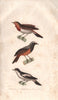 BIRDS. Robin; Common Redstart; Ortolan Bunting. Rouge-Gorge.Becfigue BUFFON 1837