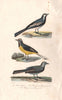 WAGTAILS. Lavandière; Bergeronnette jaune/grise.Pied & Grey Wagtails BUFFON 1837