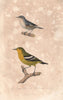 FLYCATCHERS. Blue & Yellow bellied Flycatchers; Reed Warbler. BUFFON 1837