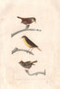 BIRDS. Yellow-breasted Chat; Eurasian Wren. Roitelet Trogledyte. BUFFON 1837
