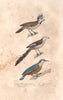 BIRDS. Crested Tit; Long tailed tit; Nuthatch.Sitelle.Mésange Huppée BUFFON 1837
