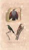 BIRDS. Wallcreeper; Nuthatch; Sunbird. Souimanga. Grimpereau. BUFFON 1837