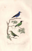 HONEYCREEPERS . Green & Cerulean Honeycreepers (male & female). BUFFON 1837