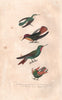 HUMMINGBIRDS. Small, Ruby-topaz, Ruby throated & Tufted Coquette. BUFFON 1837
