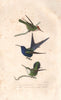 HUMMINGBIRDS. Swallow-tailed & White-throated Hummingbirds. BUFFON 1837 print