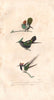 HUMMINGBIRDS. Dot-Eared Coquette & Antillean Crested. Horned Sungem. BUFFON 1837