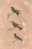 HUMMINGBIRDS. Long tailed Sylph, Emerald Ruby & White-necked. BUFFON 1837
