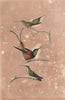 HUMMINGBIRDS. Long-tailed Hermit; Crimson Topaz;Green throated Mango.BUFFON 1837