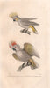 COCKATOOS. Sulphur crested & Salmon crested or Moluccan Cockatoos. BUFFON 1837