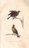 BIRDS. Perroquet vert (Green Parrot); Mascarin (Mascarene Parrot). BUFFON 1837