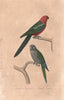 PSITTACIDAE. Australian King Parrot; Monk Parakeet. Perruche. BUFFON 1837