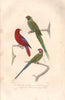 PSITTACIDAE. Rose-ringed/Long-tailed Parakeets.Red-throated Lorikeet.BUFFON 1837
