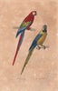 MACAWS. Ara Rouge (Scarlet Macaw); Ara Bleu (Blue Macaw). BUFFON 1837 print