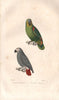 PARROTS. Perruche Amazone/tête grise (Amazon & African Grey Parrot). BUFFON 1837