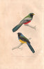 TROGONS. Couroucou à ventre rouge/jaune. Blue-crowned & Violaceous. BUFFON 1837